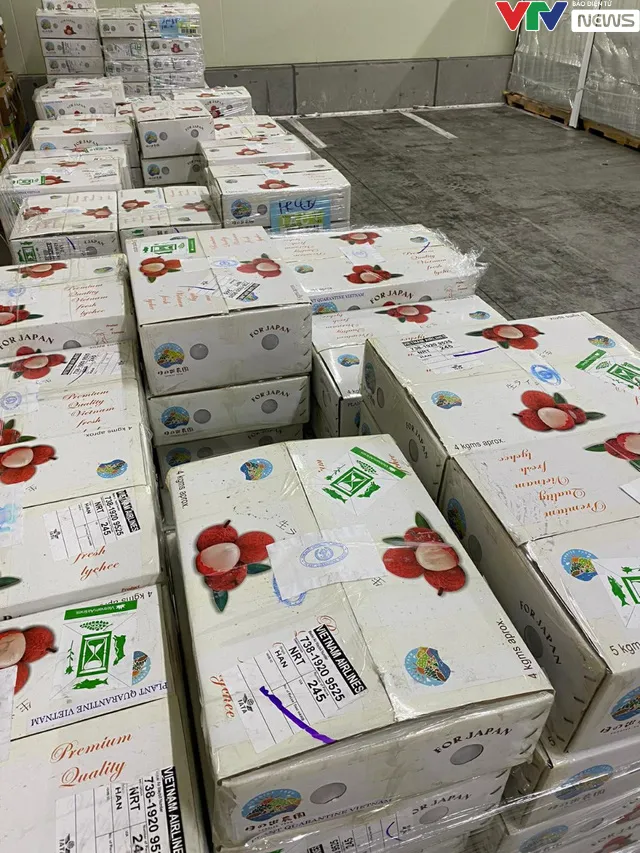 Lô vải đầu tiên của Việt Nam đã chính thức cập bến Nhật Bản - Ảnh 5. Lô vải đầu tiên của Việt Nam đã chính thức cập bến Nhật Bản - Ảnh 5.