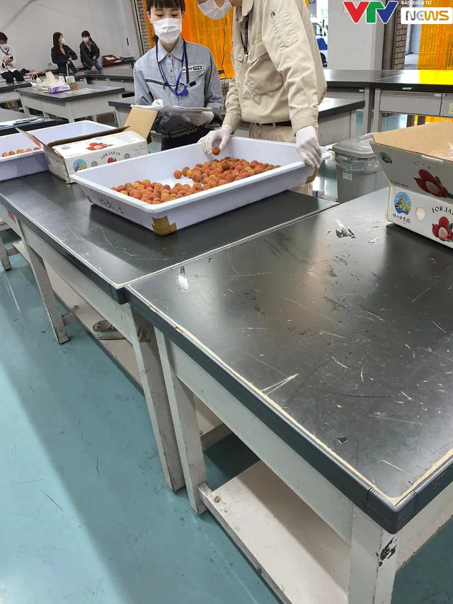 Lô vải đầu tiên của Việt Nam đã chính thức cập bến Nhật Bản - Ảnh 2. Lô vải đầu tiên của Việt Nam đã chính thức cập bến Nhật Bản - Ảnh 2.