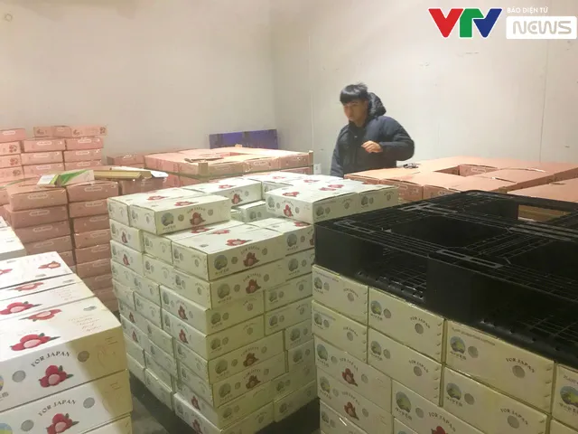 Để được xuất ngoại, trái vải Việt phải trải qua các công đoạn gì? - Ảnh 10. Để được xuất ngoại, trái vải Việt phải trải qua các công đoạn gì? - Ảnh 10.