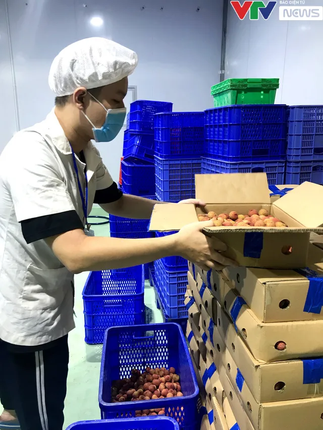 Để được xuất ngoại, trái vải Việt phải trải qua các công đoạn gì? - Ảnh 4. Để được xuất ngoại, trái vải Việt phải trải qua các công đoạn gì? - Ảnh 4.