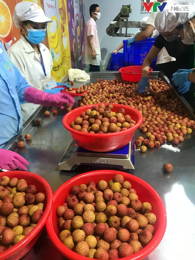 Để được xuất ngoại, trái vải Việt phải trải qua các công đoạn gì? - Ảnh 8. Để được xuất ngoại, trái vải Việt phải trải qua các công đoạn gì? - Ảnh 8.