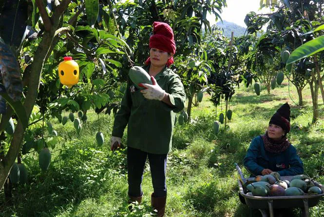 Xoài tượng da xanh Sơn La lần đầu xuất sang Mỹ - Ảnh 2. Xoài tượng da xanh Sơn La lần đầu xuất sang Mỹ - Ảnh 2.