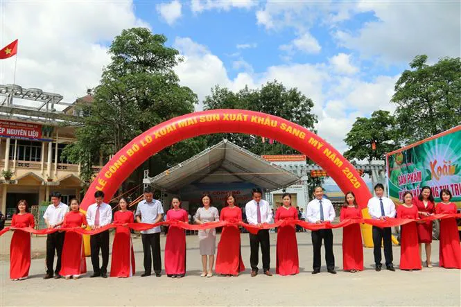 Xoài tượng da xanh Sơn La lần đầu xuất sang Mỹ - Ảnh 1. Xoài tượng da xanh Sơn La lần đầu xuất sang Mỹ - Ảnh 1.
