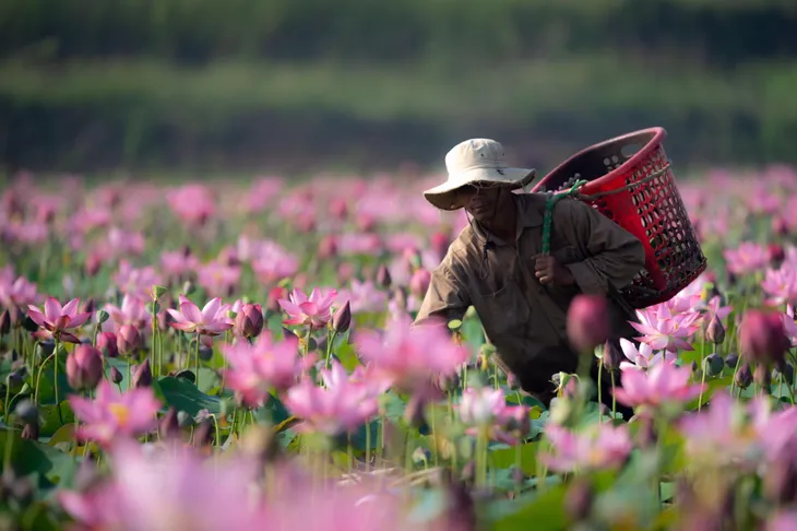 Đẹp mê mẩn hồ sen Điện An của Quảng Nam - Ảnh 4. Đẹp mê mẩn hồ sen Điện An của Quảng Nam - Ảnh 4.