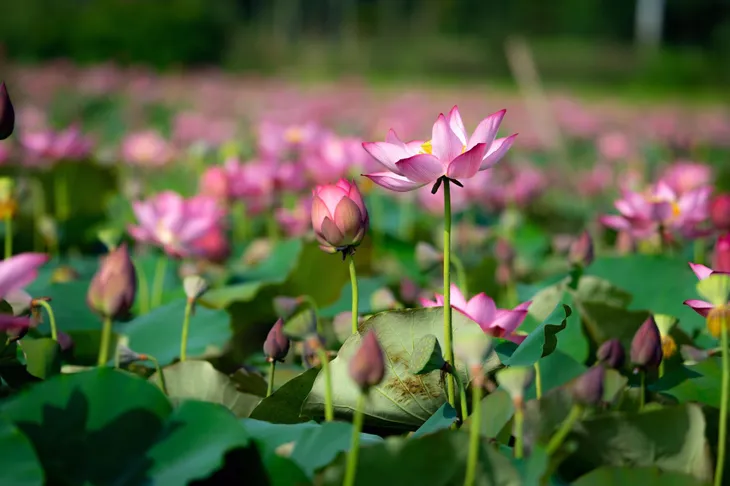Đẹp mê mẩn hồ sen Điện An của Quảng Nam - Ảnh 17. Đẹp mê mẩn hồ sen Điện An của Quảng Nam - Ảnh 17.