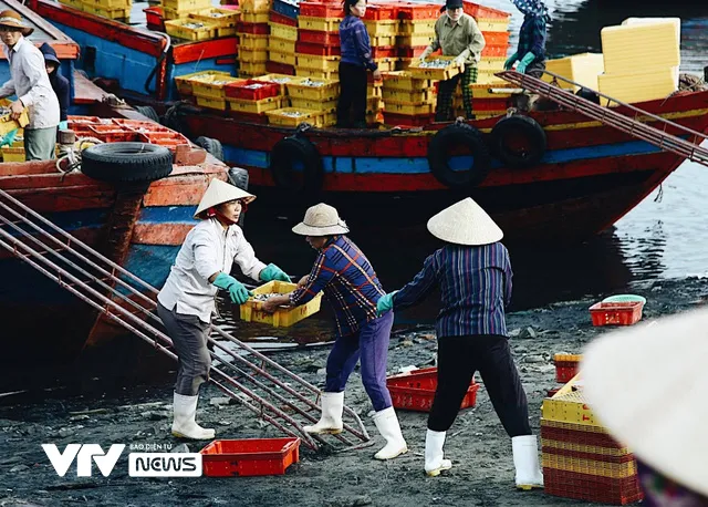 Bến cá Nghi Thủy nhộn nhịp lúc bình minh - Ảnh 3. Bến cá Nghi Thủy nhộn nhịp lúc bình minh - Ảnh 3.