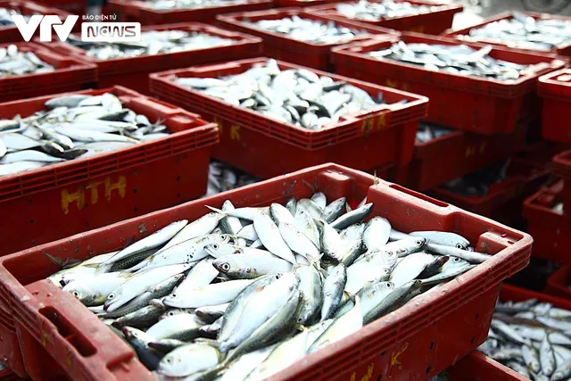 Bến cá Nghi Thủy nhộn nhịp lúc bình minh - Ảnh 4. Bến cá Nghi Thủy nhộn nhịp lúc bình minh - Ảnh 4.