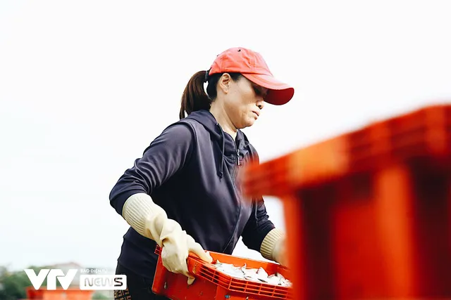 Bến cá Nghi Thủy nhộn nhịp lúc bình minh - Ảnh 5. Bến cá Nghi Thủy nhộn nhịp lúc bình minh - Ảnh 5.