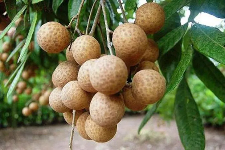 Nhãn Sơn La đủ tiêu chuẩn xuất khẩu đi Mỹ - Ảnh 1. Nhãn Sơn La đủ tiêu chuẩn xuất khẩu đi Mỹ - Ảnh 1.