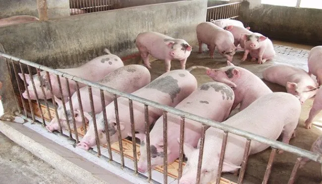 Giá lợn hơi giảm nhẹ, rời mốc 100.000 đồng/kg - Ảnh 1. Giá lợn hơi giảm nhẹ, rời mốc 100.000 đồng/kg - Ảnh 1.