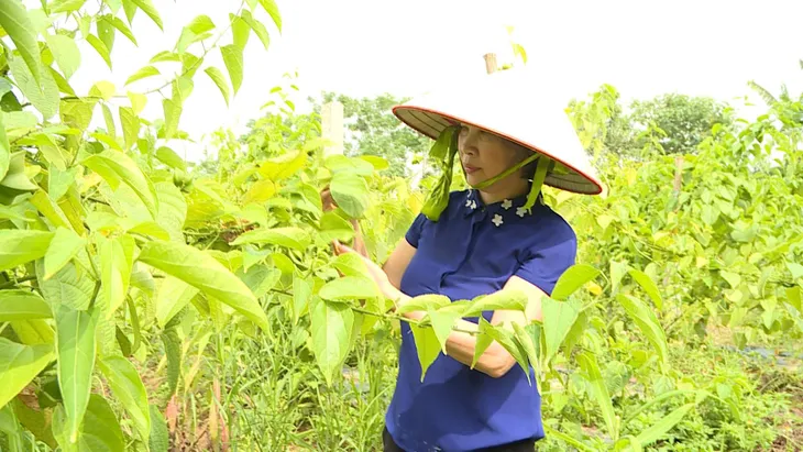 EVFTA thông qua, nhiều mặt hàng nông sản Việt dễ dàng tiến vào EU - Ảnh 1.