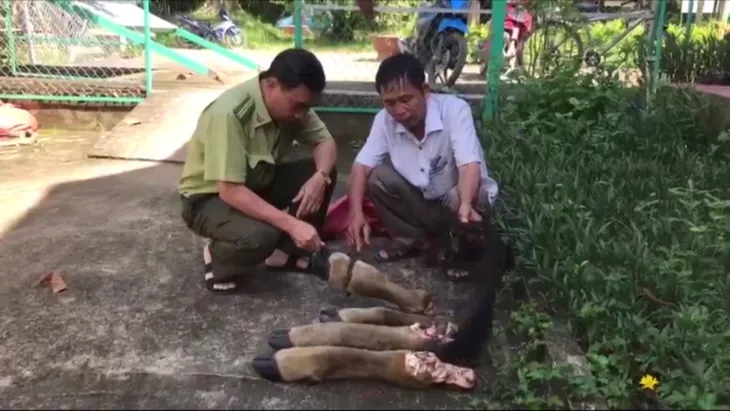 Bò tót nặng 2 tạ bị lâm tặc hạ sát dã man trong Vườn quốc gia Cát Tiên - Ảnh 2. Bò tót nặng 2 tạ bị lâm tặc hạ sát dã man trong Vườn quốc gia Cát Tiên - Ảnh 2.