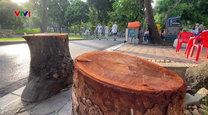 Cây xanh công viên Thống Nhất bị cắt cụt giữa trời nắng gắt: Người dân xót xa - Ảnh 3. Cây xanh công viên Thống Nhất bị cắt cụt giữa trời nắng gắt: Người dân xót xa - Ảnh 3.