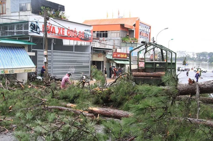 Mưa lớn gây sạt lở nghiêm trọng ở Đà Lạt, nhiều cây xanh bị quật ngã - Ảnh 9. Mưa lớn gây sạt lở nghiêm trọng ở Đà Lạt, nhiều cây xanh bị quật ngã - Ảnh 9.