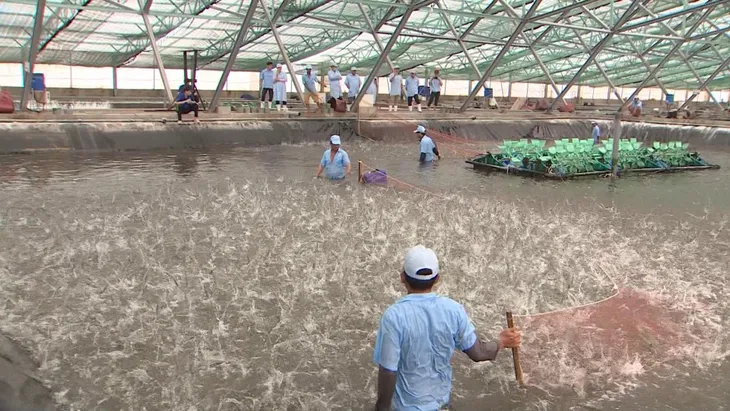 Nông sản Việt Nam sẵn sàng sang EU trước giờ G - Ảnh 4. Nông sản Việt Nam sẵn sàng sang EU trước giờ G - Ảnh 4.