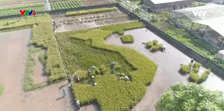 Cánh đồng lúa hình bản đồ Việt Nam - Ảnh 1. Cánh đồng lúa hình bản đồ Việt Nam - Ảnh 1.