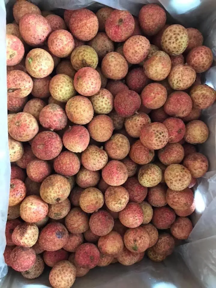 Vải thiều Việt vượt biển tới Nhật Bản, giá 200.000/kg - Ảnh 3. Vải thiều Việt vượt biển tới Nhật Bản, giá 200.000/kg - Ảnh 3.