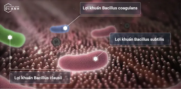 Sự thật về tác dụng của 3 chủng lợi khuẩn  Bacillus subtilis, Bacillus coagulans và Bacillus clausii - Ảnh 1.