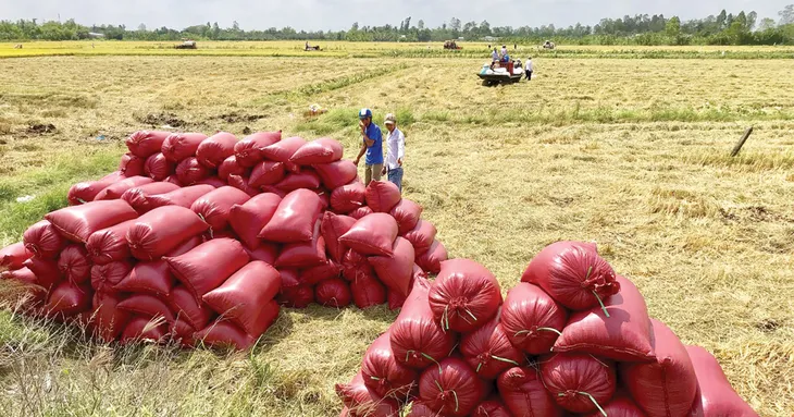 Giá trị xuất khẩu gạo tăng mạnh - Ảnh 1. Giá trị xuất khẩu gạo tăng mạnh - Ảnh 1.