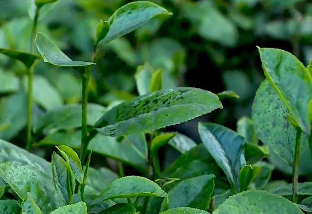 Bụi than phủ kín lá chè, dân phải bỏ hàng trăm triệu đồng thuê người lau rửa - Ảnh 1. Bụi than phủ kín lá chè, dân phải bỏ hàng trăm triệu đồng thuê người lau rửa - Ảnh 1.