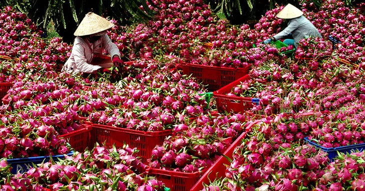 Gỡ khó cho trái cây Việt xuất khẩu sang Mỹ - Ảnh 2. Gỡ khó cho trái cây Việt xuất khẩu sang Mỹ - Ảnh 2.