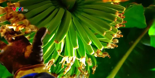 Nâng cao vị thế làm chủ của nông dân Việt Nam - Ảnh 2. Nâng cao vị thế làm chủ của nông dân Việt Nam - Ảnh 2.