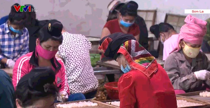 Nhãn Hưng Yên lao đao vì COVID-19 - Ảnh 2. Nhãn Hưng Yên lao đao vì COVID-19 - Ảnh 2.