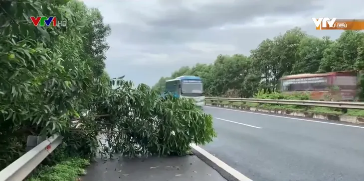 Hiểm họa từ cây gãy đổ trên cao tốc - Ảnh 1. Hiểm họa từ cây gãy đổ trên cao tốc - Ảnh 1.