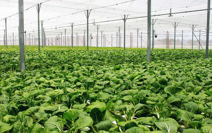 Sản xuất nông nghiệp hữu cơ - Nền tảng phát triển nông nghiệp bền vững - Ảnh 2. Sản xuất nông nghiệp hữu cơ - Nền tảng phát triển nông nghiệp bền vững - Ảnh 2.