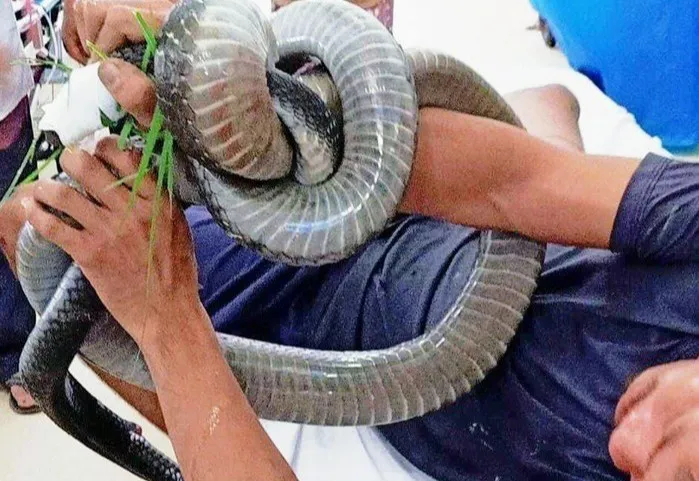 Người đàn ông bị rắn hổ mang chúa cắn sẽ được xuất viện trong vài ngày tới - Ảnh 2. Người đàn ông bị rắn hổ mang chúa cắn sẽ được xuất viện trong vài ngày tới - Ảnh 2.
