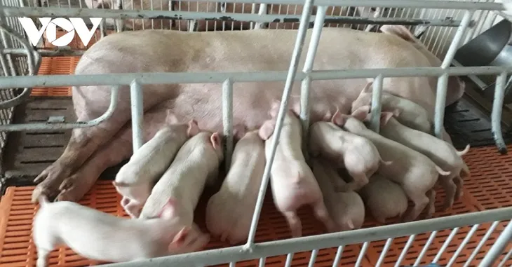 Vì sao giá lợn hơi tăng trở lại, trong khi cơ quan chức năng nói giá sẽ giảm? - Ảnh 1. Vì sao giá lợn hơi tăng trở lại, trong khi cơ quan chức năng nói giá sẽ giảm? - Ảnh 1.