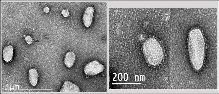 Virus SARS-CoV-2 có thể tồn tại ở ngoài trời lâu hơn vào mùa thu - Ảnh 1. Virus SARS-CoV-2 có thể tồn tại ở ngoài trời lâu hơn vào mùa thu - Ảnh 1.
