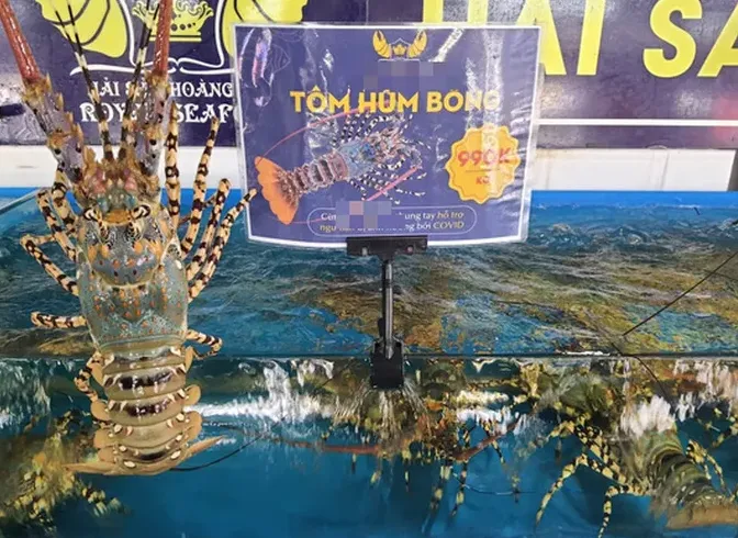 Tôm hùm rớt giá chưa từng có - Ảnh 2. Tôm hùm rớt giá chưa từng có - Ảnh 2.