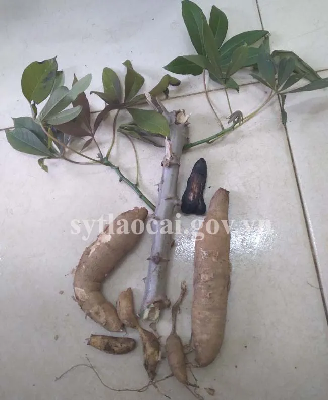 Ngộ độc sắn: 1 trẻ tử vong, 1 trẻ nhập viện - Ảnh 1. Ngộ độc sắn: 1 trẻ tử vong, 1 trẻ nhập viện - Ảnh 1.