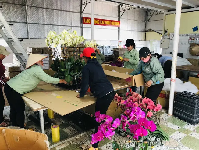 Hoa tươi nhập từ Trung Quốc đội lốt hoa Đà Lạt - Ảnh 2. Hoa tươi nhập từ Trung Quốc đội lốt hoa Đà Lạt - Ảnh 2.