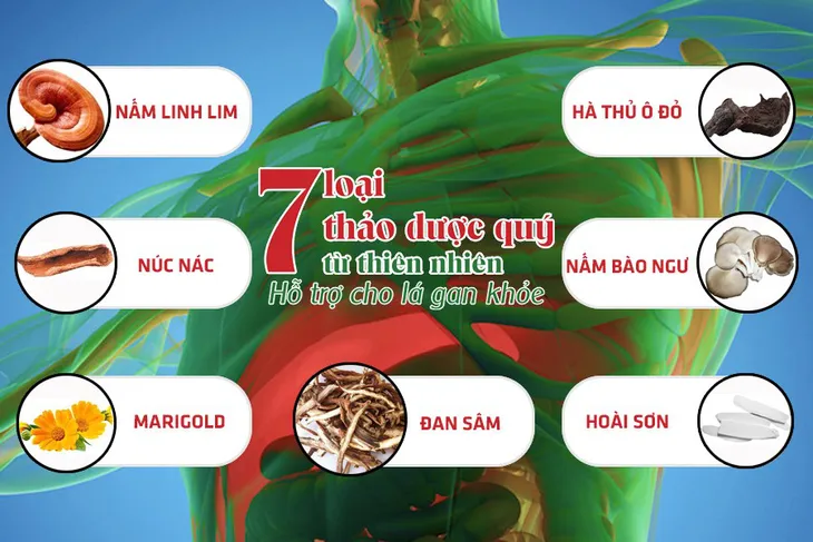 7 thảo dược quý tự nhiên giúp bảo vệ và giảm các triệu chứng bệnh về gan - Ảnh 1. 7 thảo dược quý tự nhiên giúp bảo vệ và giảm các triệu chứng bệnh về gan - Ảnh 1.
