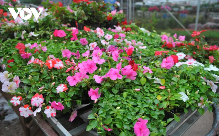 Những loại hoa chơi Tết dành cho... nhà nghèo - Ảnh 3. Những loại hoa chơi Tết dành cho... nhà nghèo - Ảnh 3.