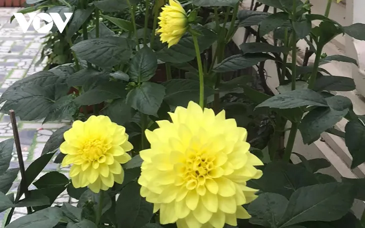 Những loại hoa chơi Tết dành cho... nhà nghèo - Ảnh 6. Những loại hoa chơi Tết dành cho... nhà nghèo - Ảnh 6.