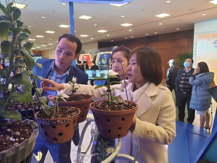 Gặp gỡ nghệ nhân có đam mê cháy bỏng với hoa lan - Ảnh 3.