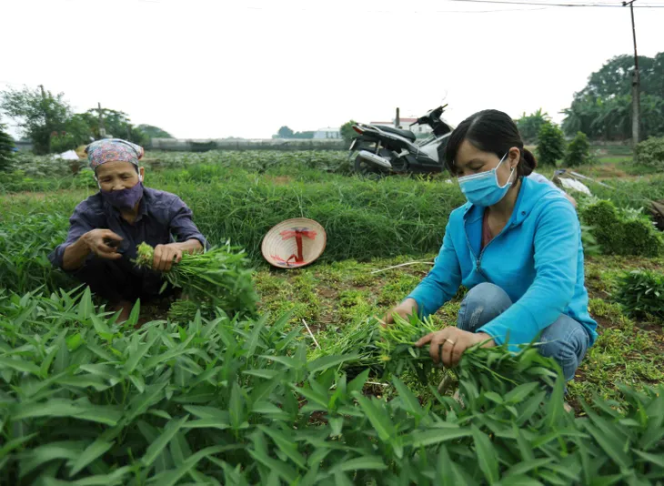 Hà Nội phấn đấu thu nhập của nông dân đạt 80 triệu đồng/người/năm vào 2025 - Ảnh 1. Hà Nội phấn đấu thu nhập của nông dân đạt 80 triệu đồng/người/năm vào 2025 - Ảnh 1.