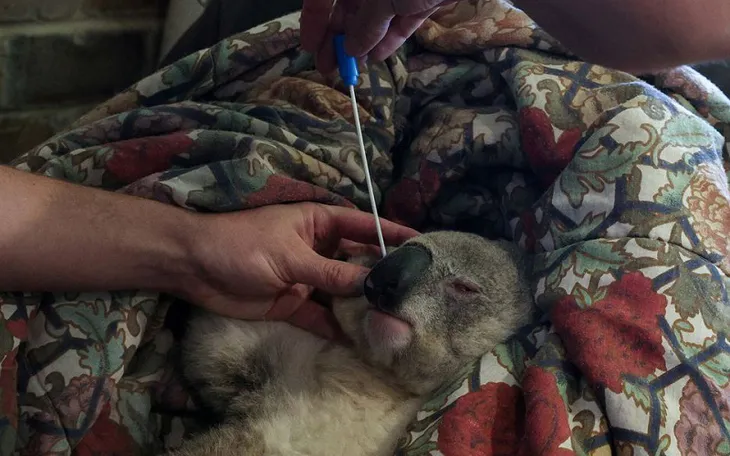 Tiêm vaccine ngừa bệnh lây qua đường tình dục chlamydia để kéo dài sự sống cho koala - Ảnh 1. Tiêm vaccine ngừa bệnh lây qua đường tình dục chlamydia để kéo dài sự sống cho koala - Ảnh 1.