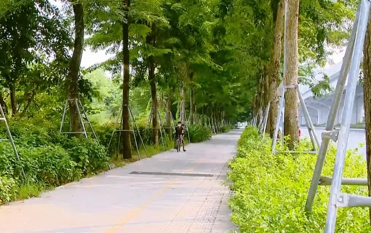 Những hàng cây xanh bị kìm kẹp giữa Thủ đô - Ảnh 1.
