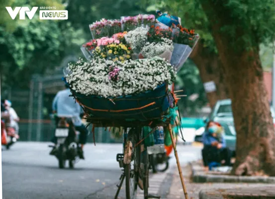 Sắc trắng vàng cúc họa mi điểm khắp phố phường Hà Nội - Ảnh 11.