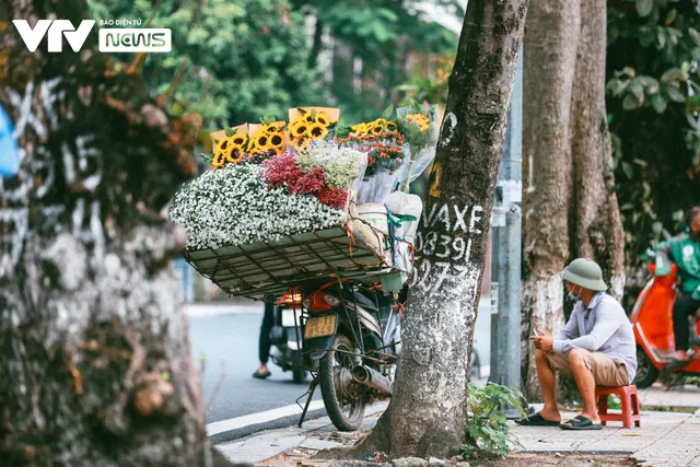 Sắc trắng vàng cúc họa mi điểm khắp phố phường Hà Nội - Ảnh 6.