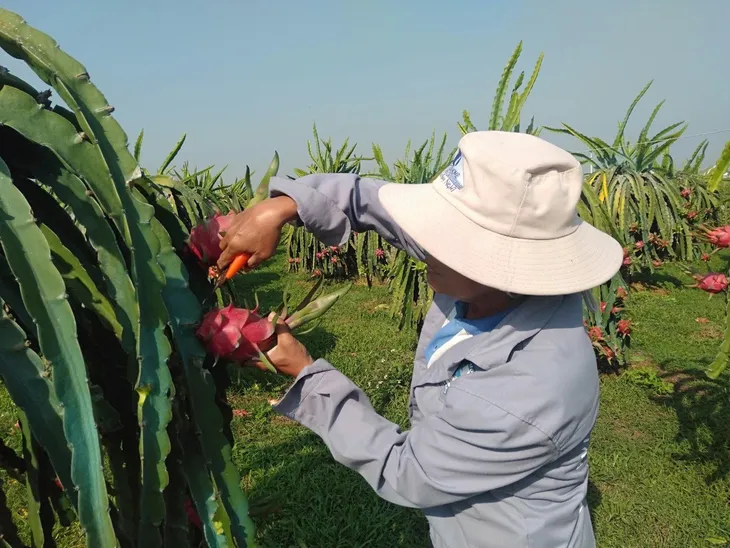 Thanh long Bình Thuận được cấp giấy thông hành vào Nhật Bản - Ảnh 2. Thanh long Bình Thuận được cấp giấy thông hành vào Nhật Bản - Ảnh 2.