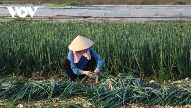 Rau xanh tăng giá chóng mặt, có loại đắt hơn cả thịt lợn - Ảnh 2. Rau xanh tăng giá chóng mặt, có loại đắt hơn cả thịt lợn - Ảnh 2.