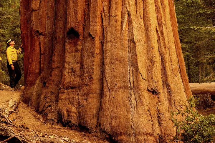 Cháy rừng bùng phát tại California thiêu rụi hàng nghìn cây cự sam khổng lồ - Ảnh 1. Cháy rừng bùng phát tại California thiêu rụi hàng nghìn cây cự sam khổng lồ - Ảnh 1.