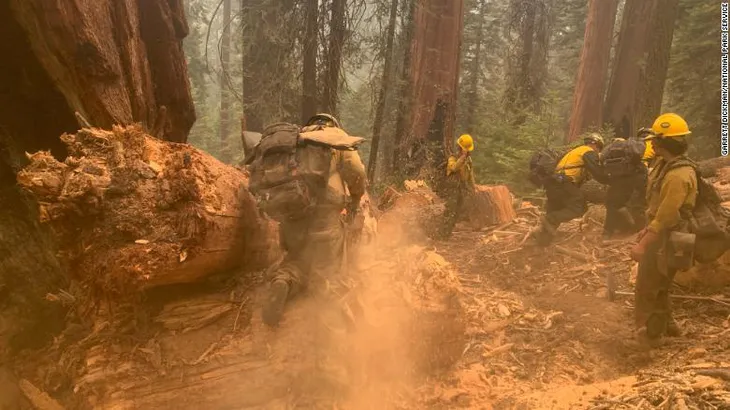 Cháy rừng bùng phát tại California thiêu rụi hàng nghìn cây cự sam khổng lồ - Ảnh 2. Cháy rừng bùng phát tại California thiêu rụi hàng nghìn cây cự sam khổng lồ - Ảnh 2.