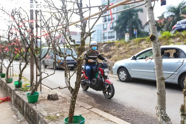 Hoa lê trắng xuống phố, người dân thích thú mua chơi Tết sớm - Ảnh 3. Hoa lê trắng xuống phố, người dân thích thú mua chơi Tết sớm - Ảnh 3.