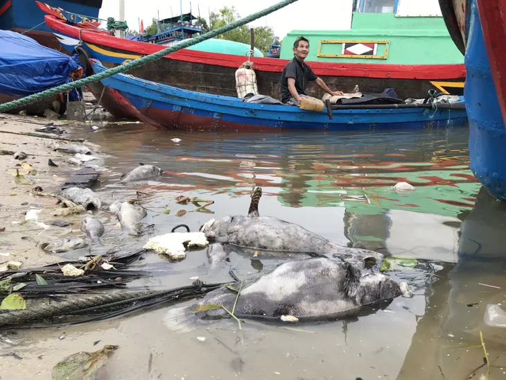 Phú Yên: Cá nuôi trên sông chết hàng loạt do sốc nước ngọt - Ảnh 1. Phú Yên: Cá nuôi trên sông chết hàng loạt do sốc nước ngọt - Ảnh 1.